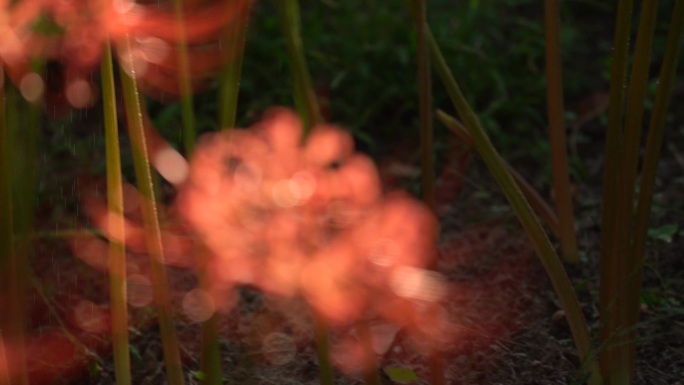西安浐灞国家湿地公园彼岸花开夕阳光影烟雾