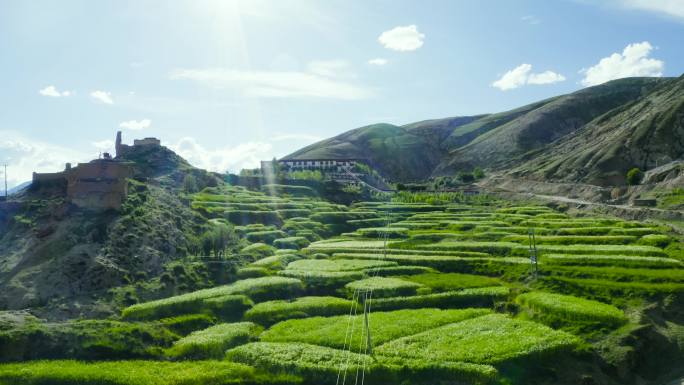 大麦 谷物 绿色植物 高山石头山块 梯田