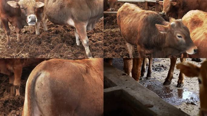 牛群 黄牛 后备公牛 牛缺素 舔食 撒尿