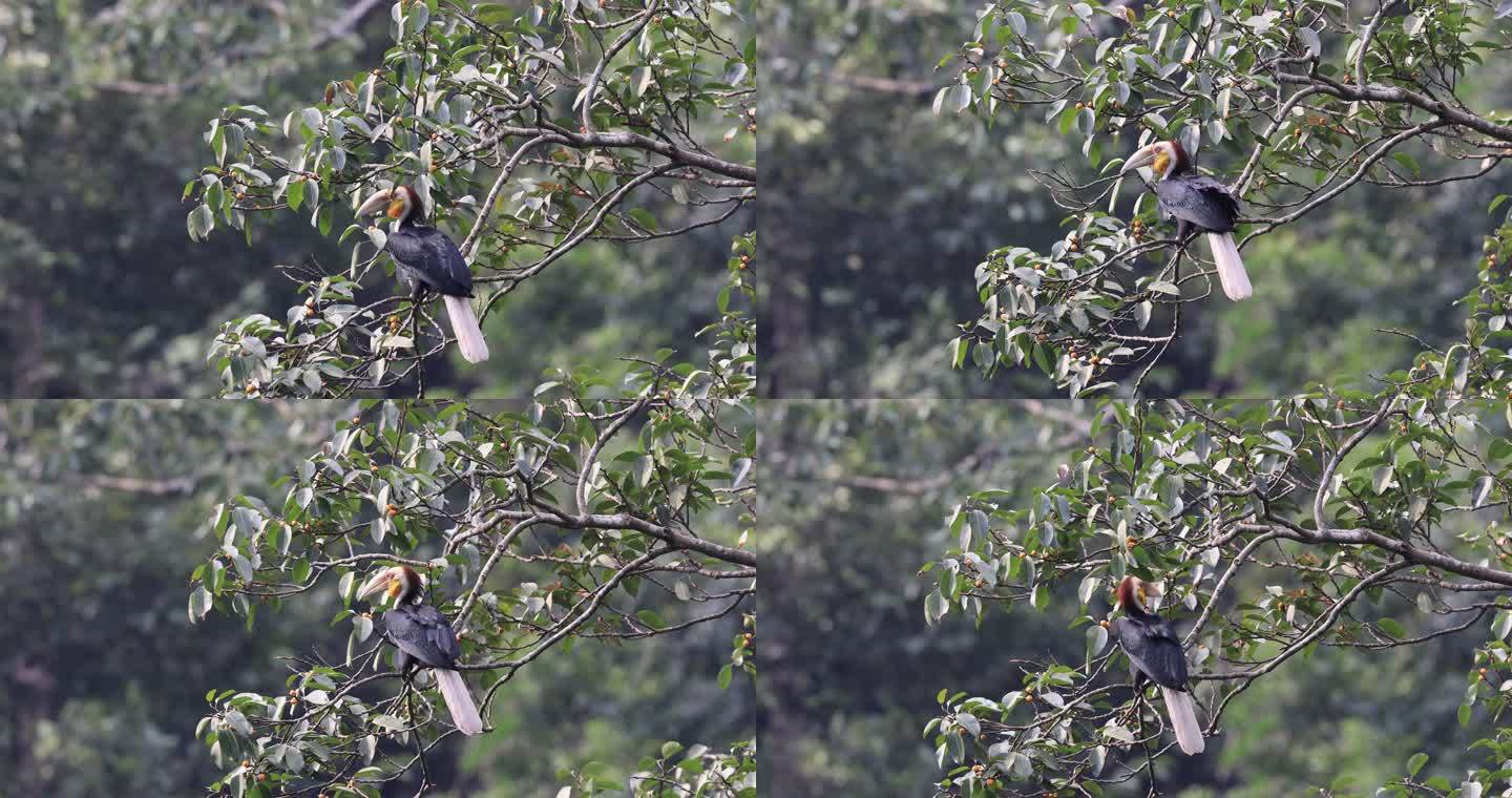 国家一级保护动物花冠皱盔犀鸟在树上