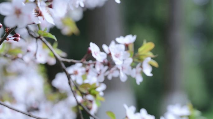 春暖花开 春天 唯美 意境 诗意 古风