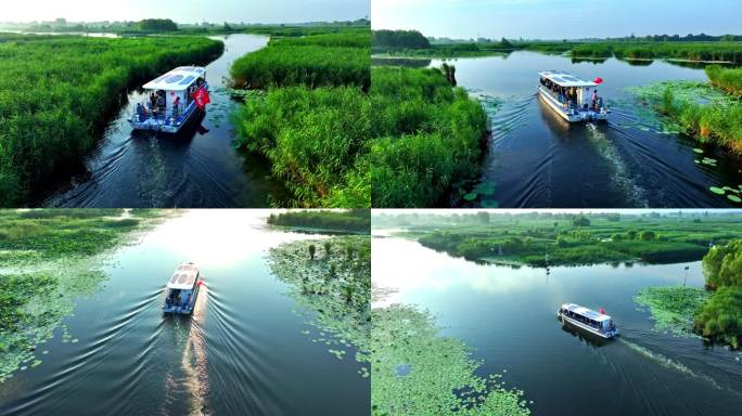 船行驶芦苇荡湿地