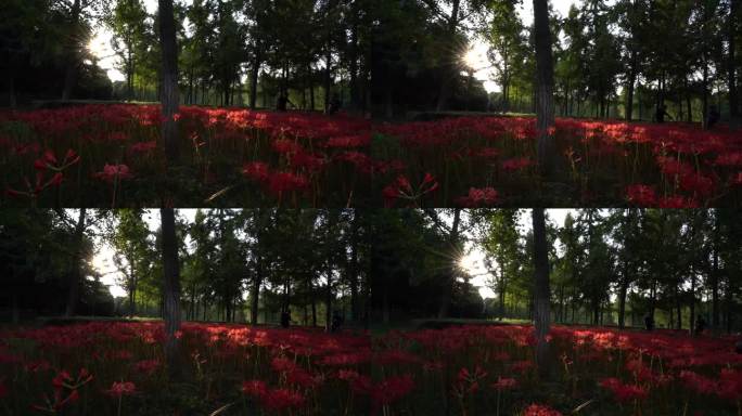 西安浐灞国家湿地公园彼岸花开夕阳光影吹动