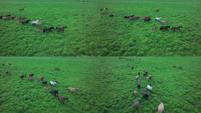 草原上的马群
