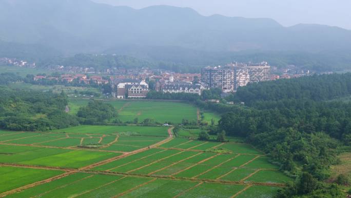 乡村 水稻田野 稻田 航拍 2