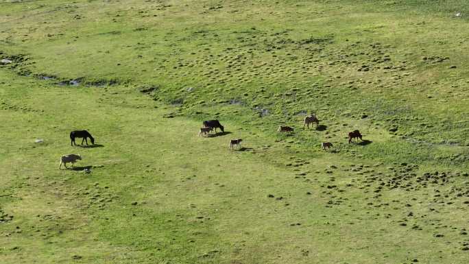 阿贡盖提草原-牛群进食