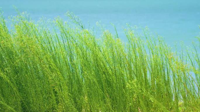 海风绿草