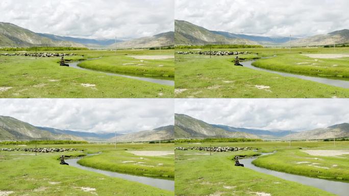 草原牛群 草原牦牛 内蒙古 草原牛