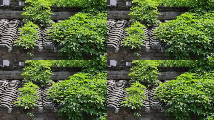 4可商用 佳能R5拍摄 围墙瓦片上的植物