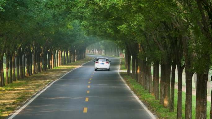 树林林荫公路