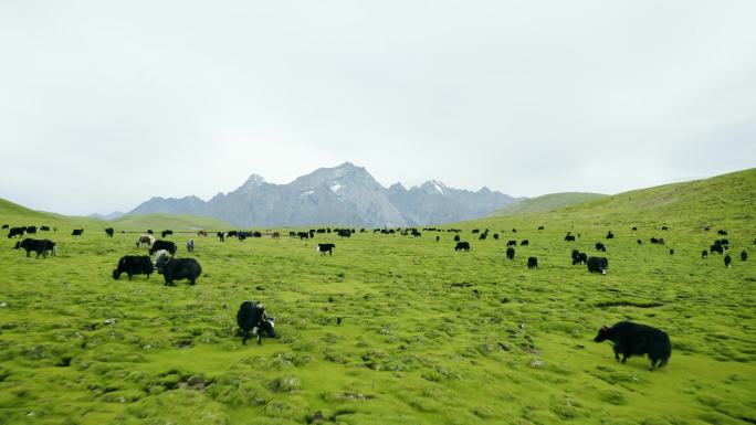 高原风光 生态 环保 牛 肉牛 奶牛