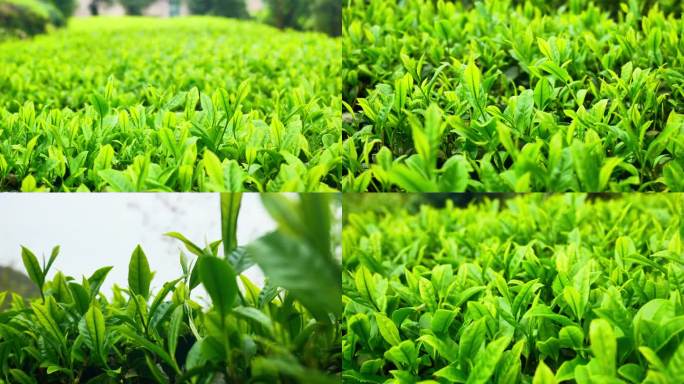 （4K商用合辑）湖北名茶玉露茶栽培种植