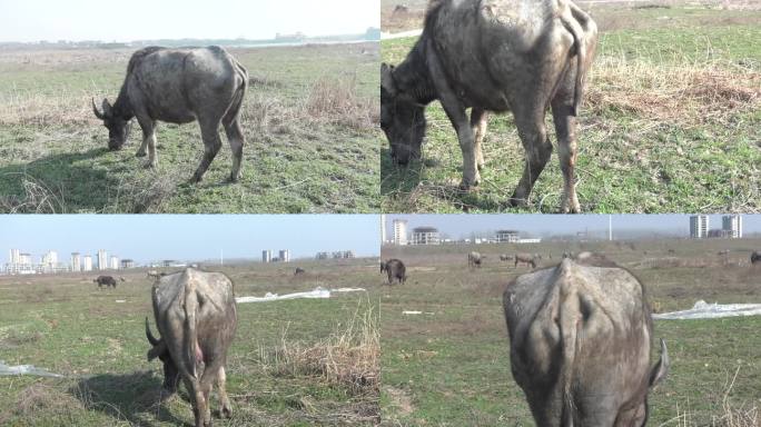 冬季放牧 水牛 病牛 营养不良 消瘦