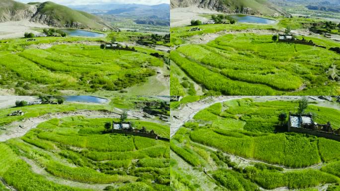 峡谷 高原 西藏 乡村振兴 三农经济