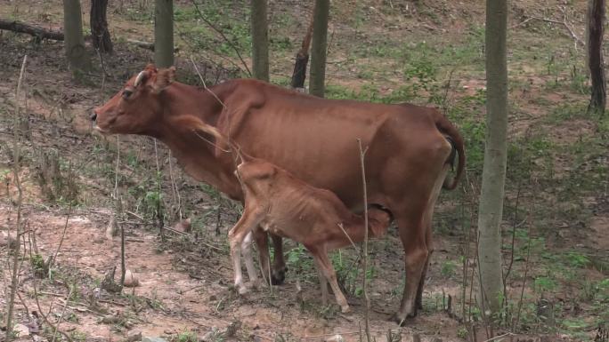 牛群 黄牛 肉牛 放牧 草场 犊牛吃奶