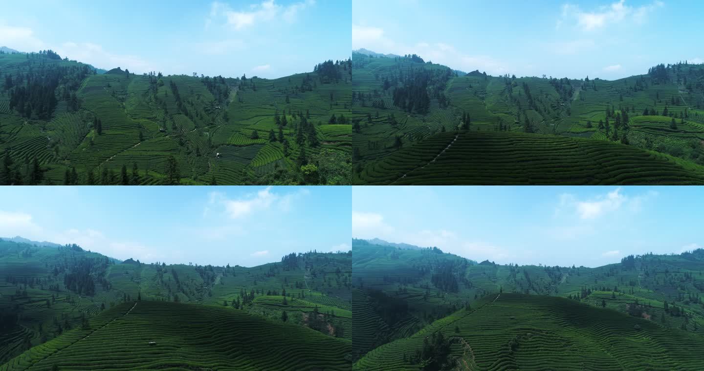 蓝天下的绿茶山梯田航拍风景茶园美丽