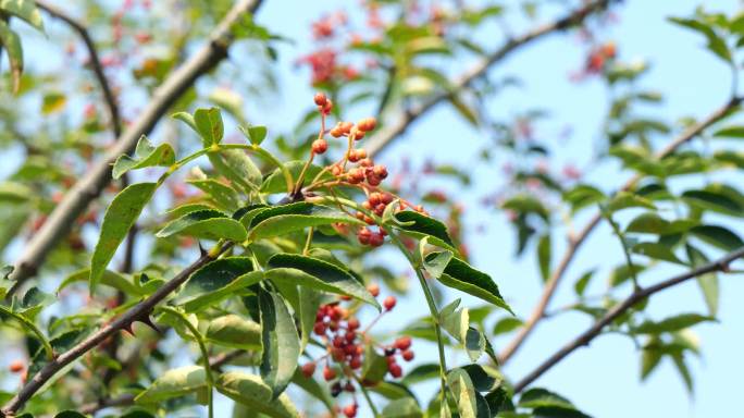 汉源花椒 花椒树 贡椒 大红袍  调味料