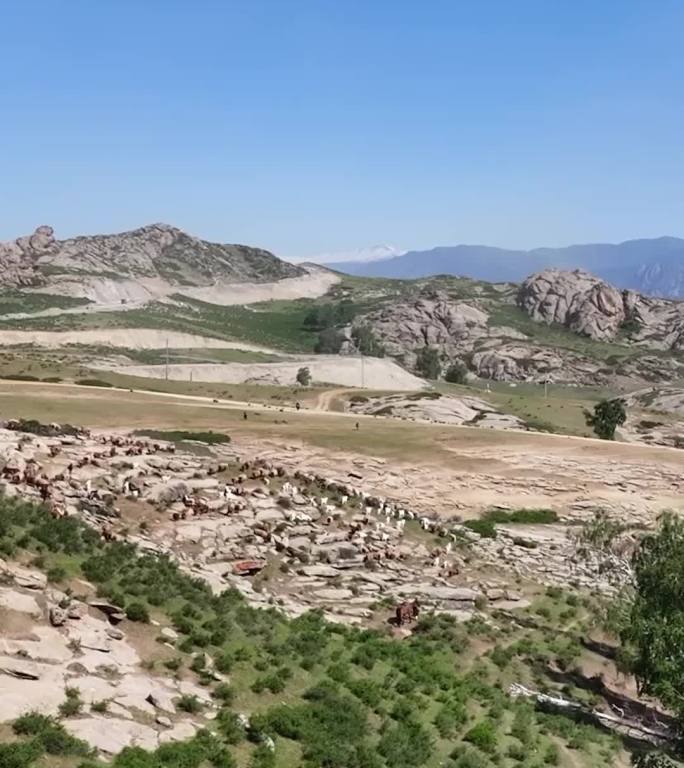 高清竖屏航拍新疆萨尔布拉克牛羊转场（合集