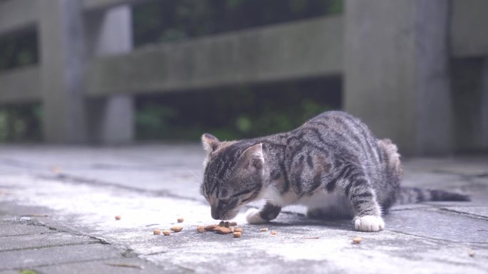 狸花猫在吃猫粮