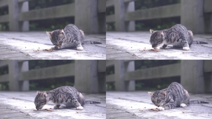 狸花猫在吃猫粮