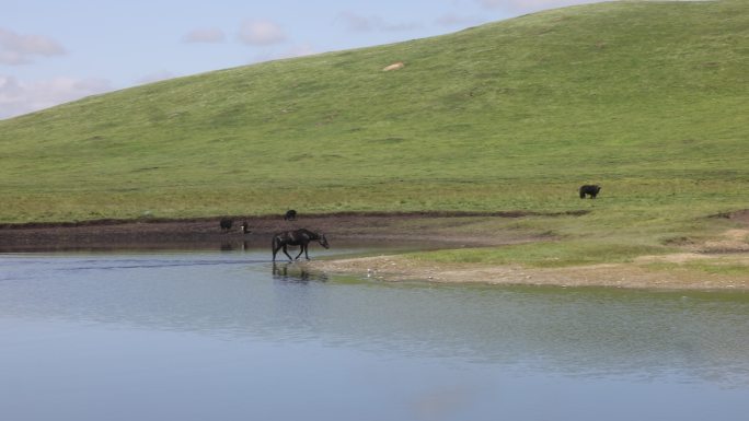 草原湖泊河流马过河草地动物牦牛山坡放牧