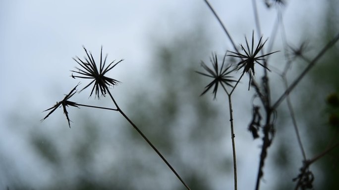 野草