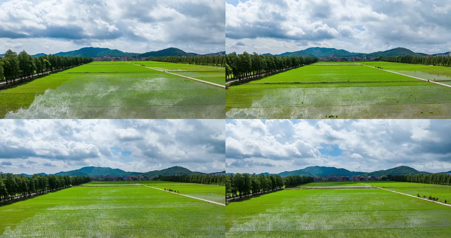 4k水稻种植秧苗粮食安全绿色稻田生态航拍