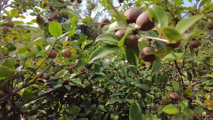 油茶 油茶树 采茶籽