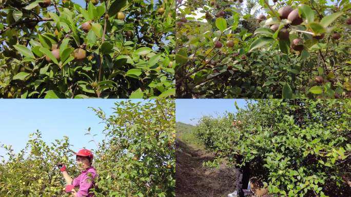 油茶 油茶树 采茶籽