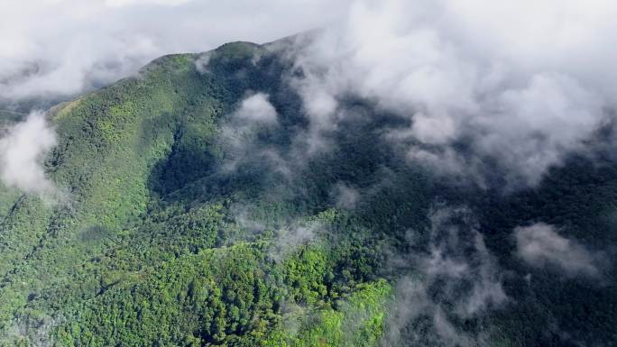 4K 航拍雷公山原始森林日出云海风光9