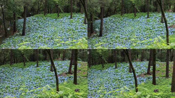 杭州临平公园无尽夏绣球花花海