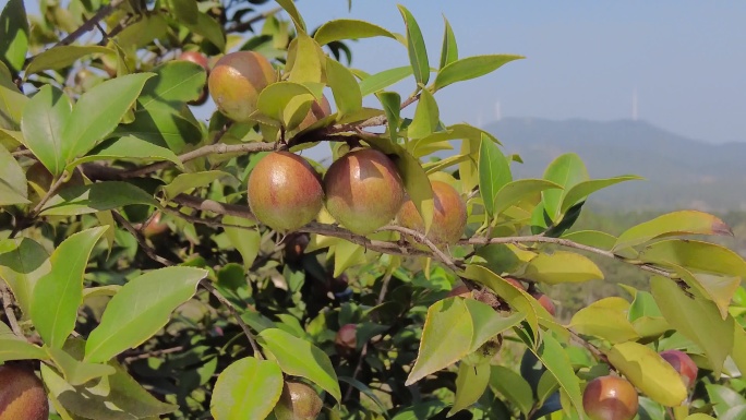 油茶 油茶树 采茶籽