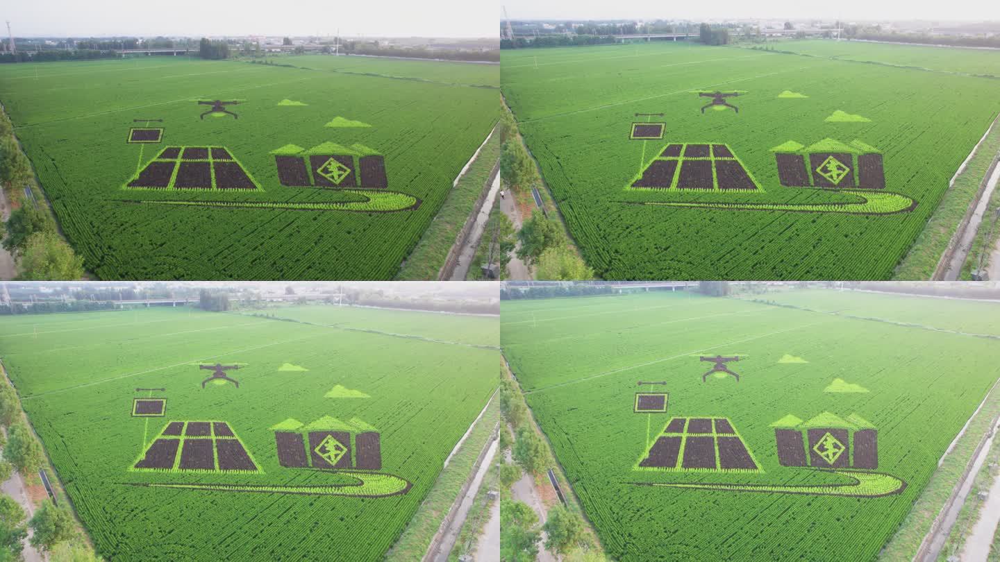 4k航拍稻田画无人机生态农业