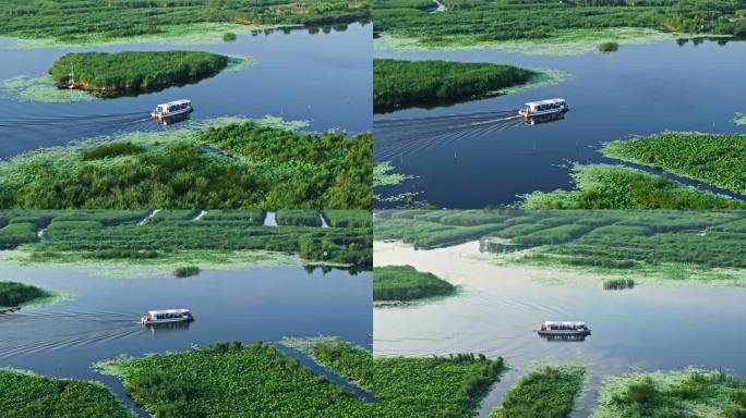 船行驶芦苇荡湿地