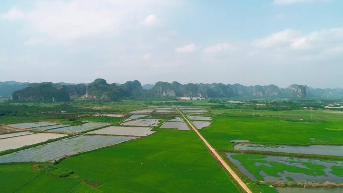 广西南宁市上林县香米种植示范区