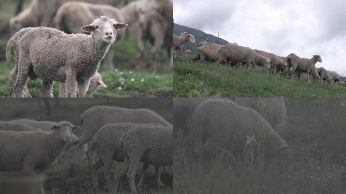 凉山羊羔 草地 放养 牧羊人