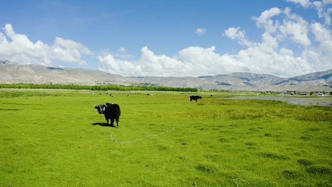 牧区 牧场 童年 航拍牛群航拍白牛家养牛