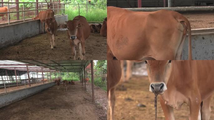 牛舍 黄牛 肉牛 牛群 母牛和犊牛 拉稀