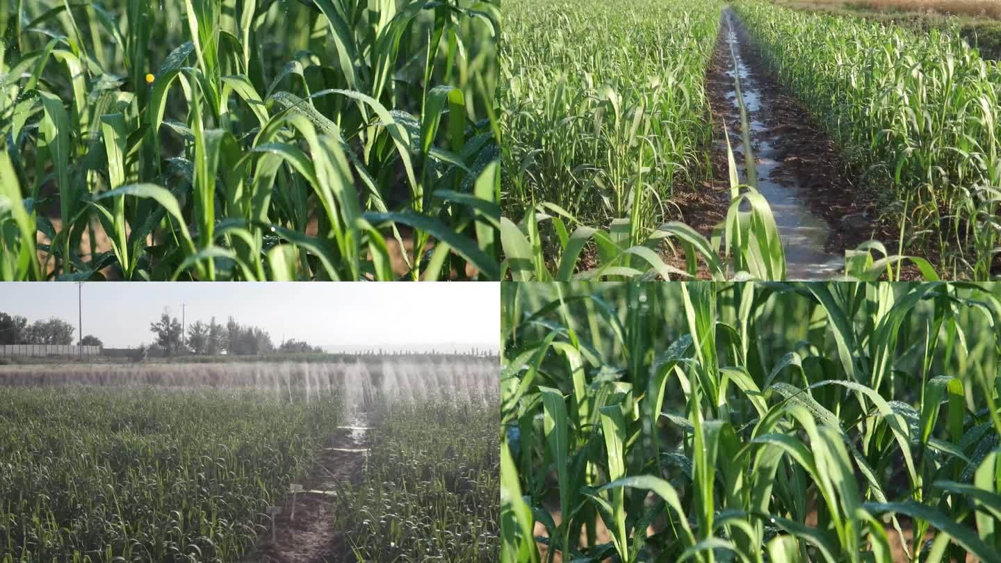谷子 浇灌 现代化 农业 小米