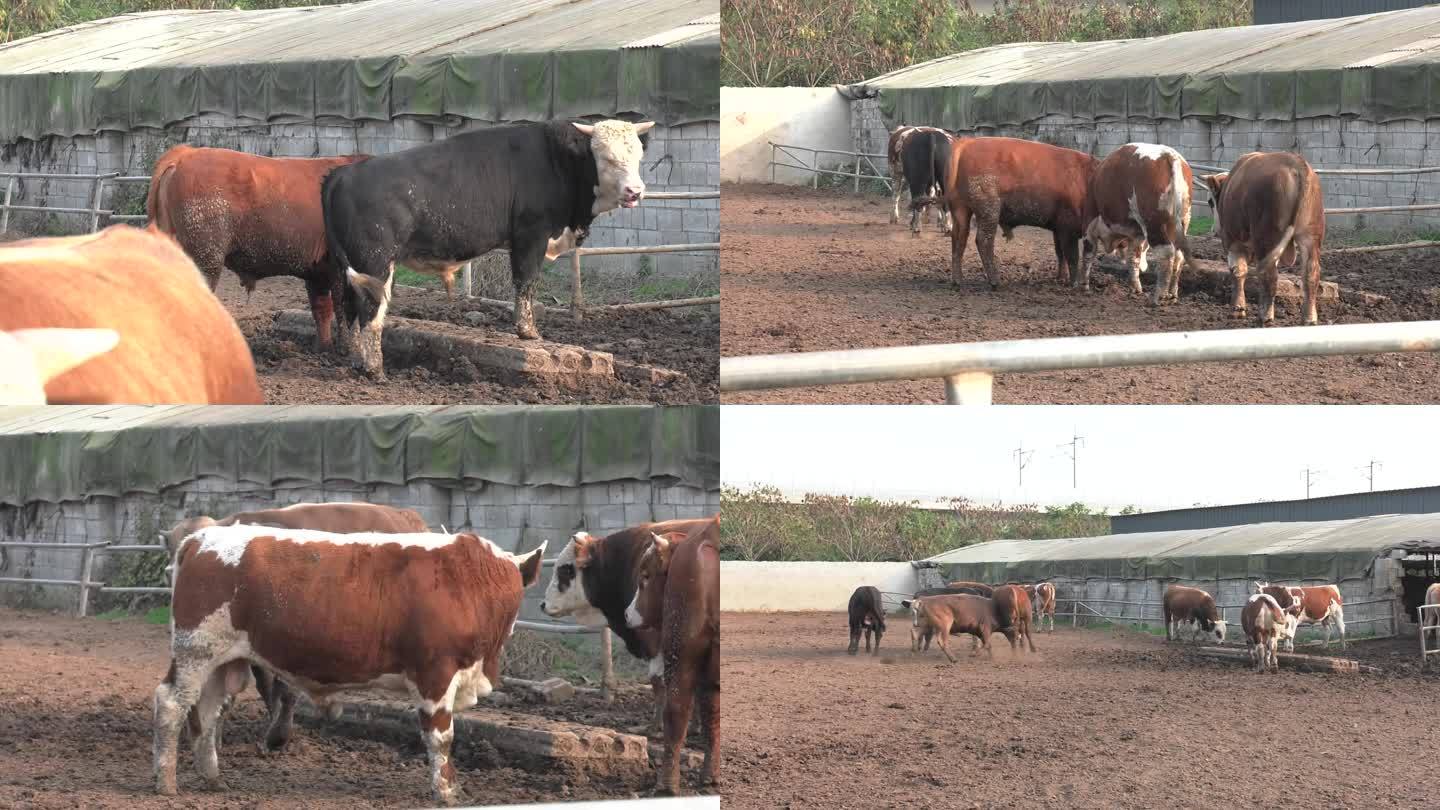 牛场 运动场 牛群 肉牛 种公牛 打斗