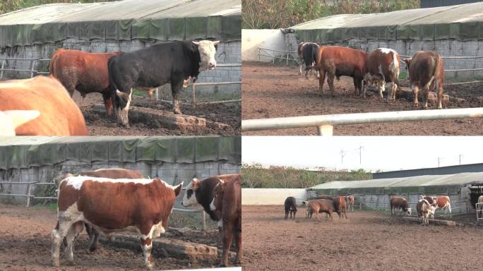牛场 运动场 牛群 肉牛 种公牛 打斗
