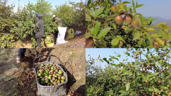 油茶 油茶树 采茶籽