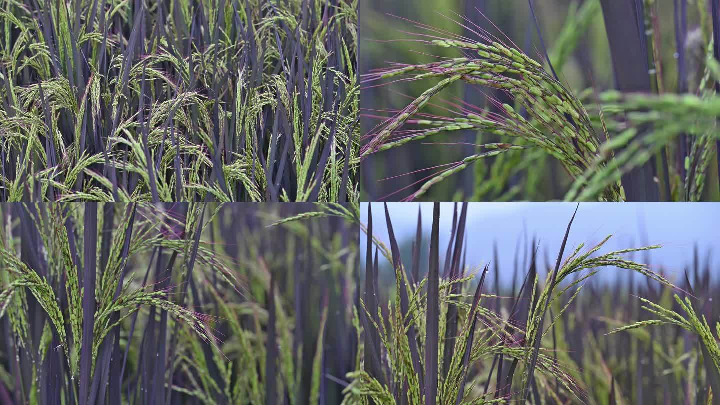 紫色水稻抽穗稻田画黑色稻谷