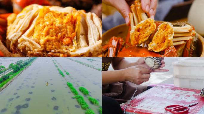 阳澄湖大闸蟹  清蒸螃蟹