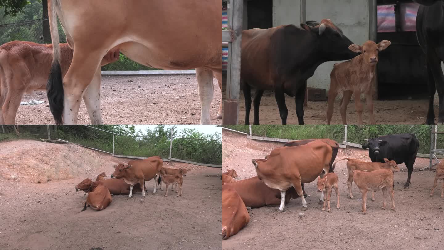 牛场 黄牛 肉牛 牛群 母牛 犊牛