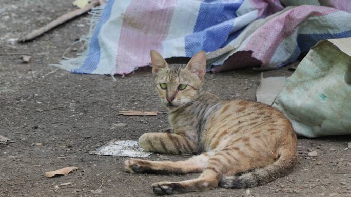 流浪猫