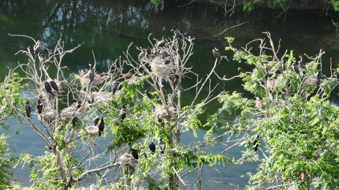 湿地水岸树林水鸟