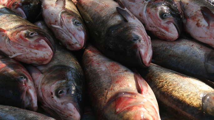 玉溪江川星云湖捕鱼4K