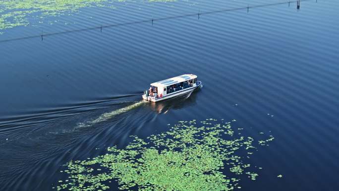 船行驶芦苇荡湿地