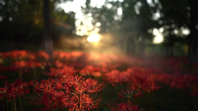 西安浐灞国家湿地公园彼岸花开夕阳光影烟雾